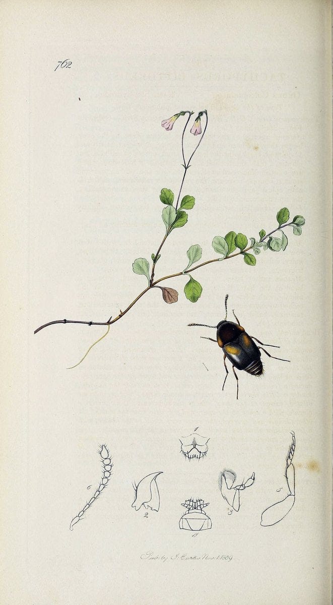 British entomology :.London,Printed for the author,1823-1840 [i.e. 1840].  | Botany "Great Britain" Insects "Pictorial works" | Vintage Print Reproduction 463905