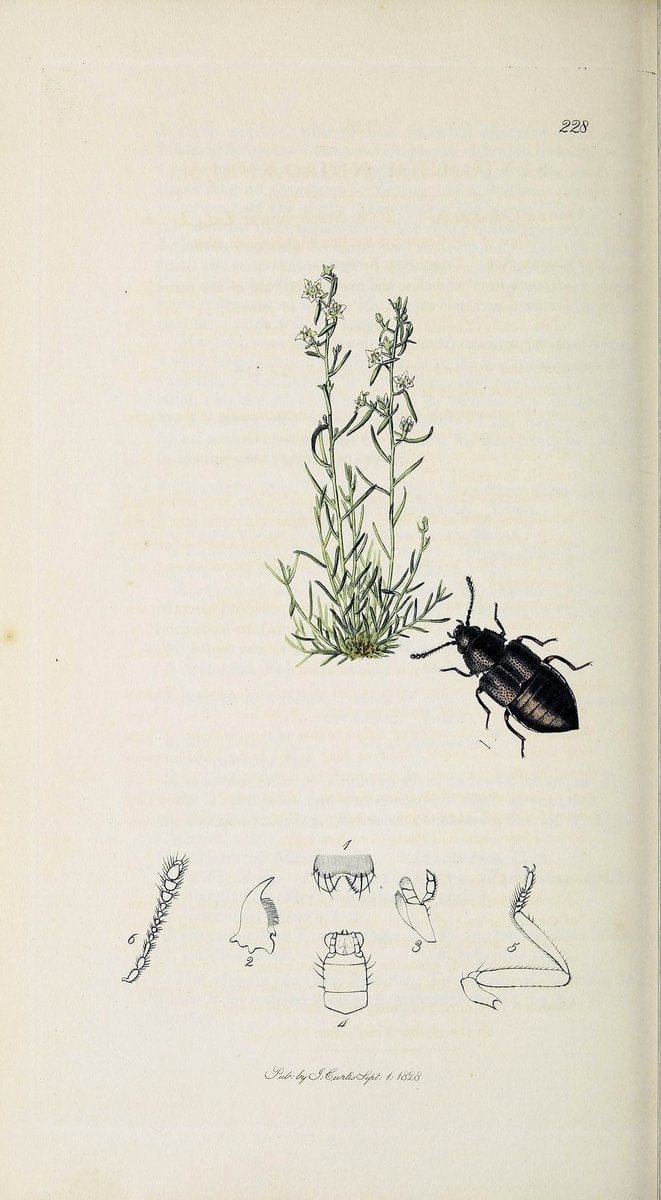 British entomology :.London,Printed for the author,1823-1840 [i.e. 1840].  | Botany "Great Britain" Insects "Pictorial works" | Vintage Print Reproduction 463906