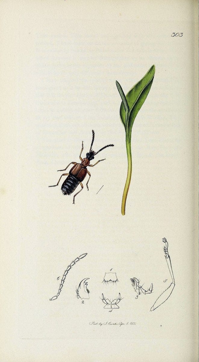 British entomology :.London,Printed for the author,1823-1840 [i.e. 1840].  | Botany "Great Britain" Insects "Pictorial works" | Vintage Print Reproduction 463907