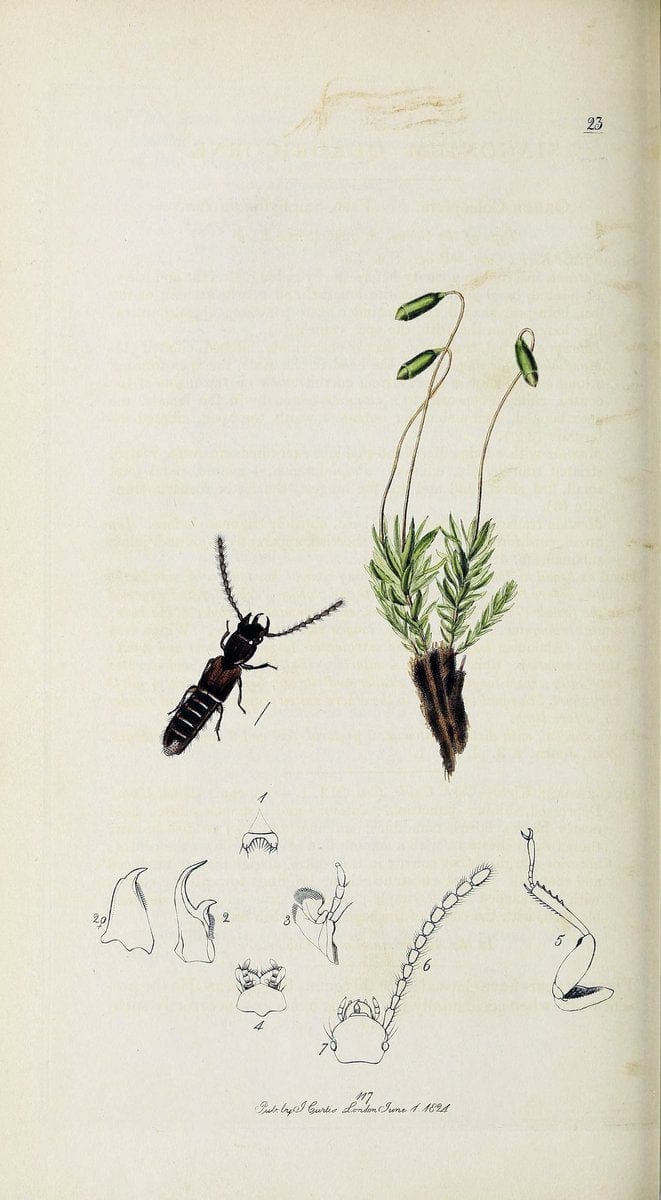 British entomology :.London,Printed for the author,1823-1840 [i.e. 1840].  | Botany "Great Britain" Insects "Pictorial works" | Vintage Print Reproduction 463908