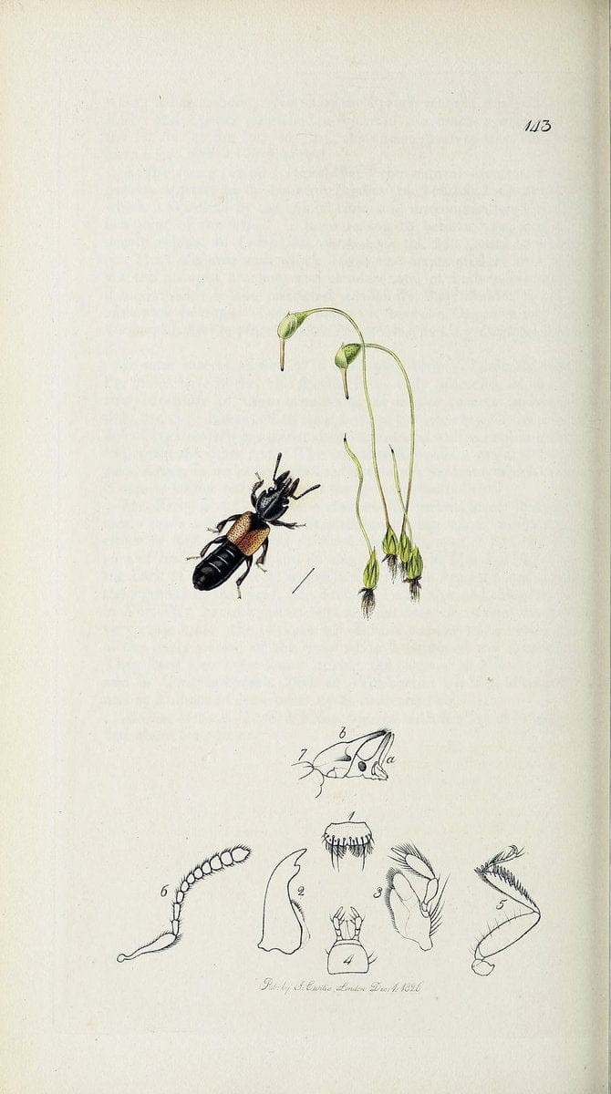 British entomology :.London,Printed for the author,1823-1840 [i.e. 1840].  | Botany "Great Britain" Insects "Pictorial works" | Vintage Print Reproduction 463909