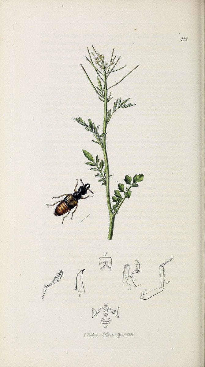 British entomology :.London,Printed for the author,1823-1840 [i.e. 1840].  | Botany "Great Britain" Insects "Pictorial works" | Vintage Print Reproduction 463910