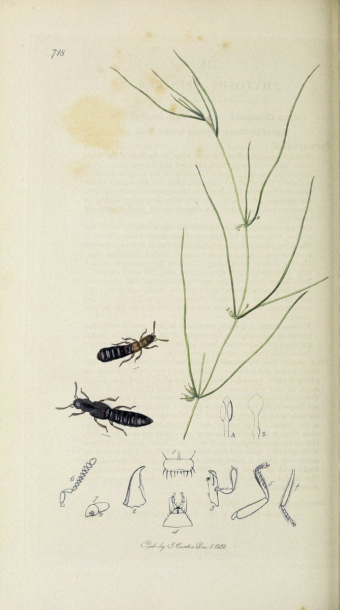 British entomology :.London,Printed for the author,1823-1840 [i.e. 1840].  | Botany "Great Britain" Insects "Pictorial works" | Vintage Print Reproduction 463911