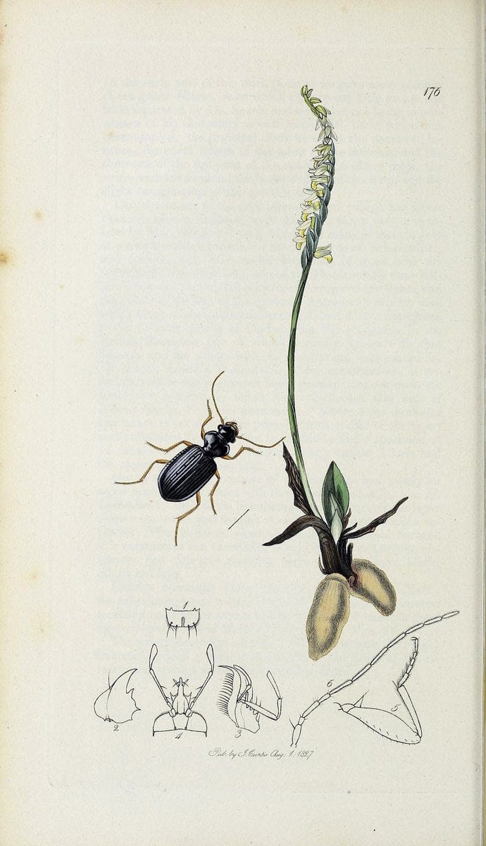 British entomology :.London,Printed for the author,1823-1840 [i.e. 1840].  | Botany "Great Britain" Insects "Pictorial works" | Vintage Print Reproduction 463912