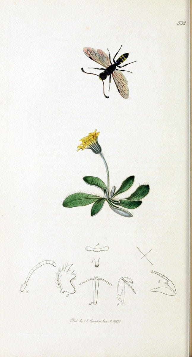 British entomology :.London,Printed for the author,1823-1840 [i.e. 1840].  | Botany "Great Britain" Insects "Pictorial works" | Vintage Print Reproduction 463913