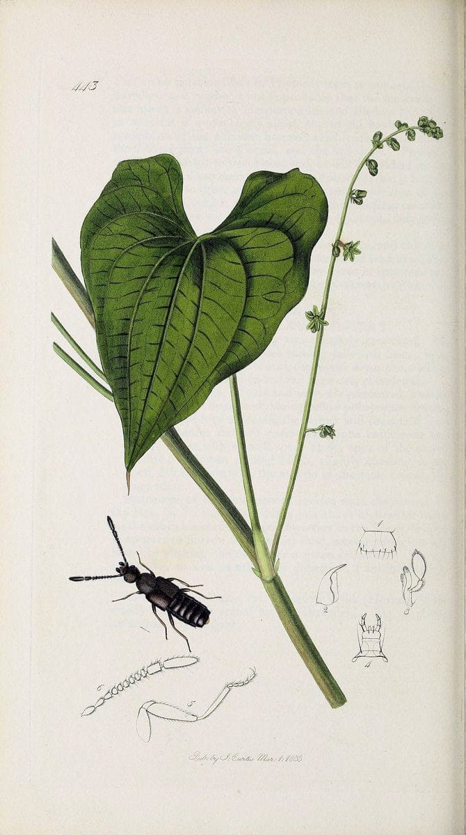 British entomology :.London,Printed for the author,1823-1840 [i.e. 1840].  | Botany "Great Britain" Insects "Pictorial works" | Vintage Print Reproduction 463914
