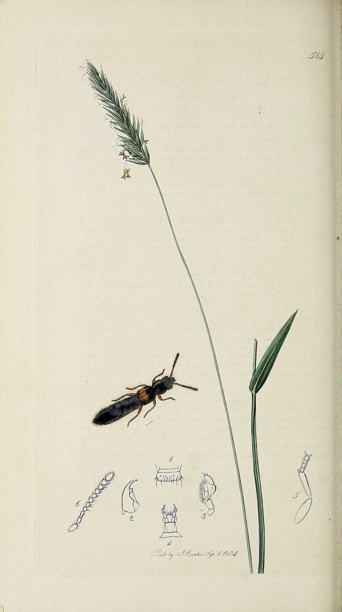 British entomology :.London,Printed for the author,1823-1840 [i.e. 1840].  | Botany "Great Britain" Insects "Pictorial works" | Vintage Print Reproduction 463915