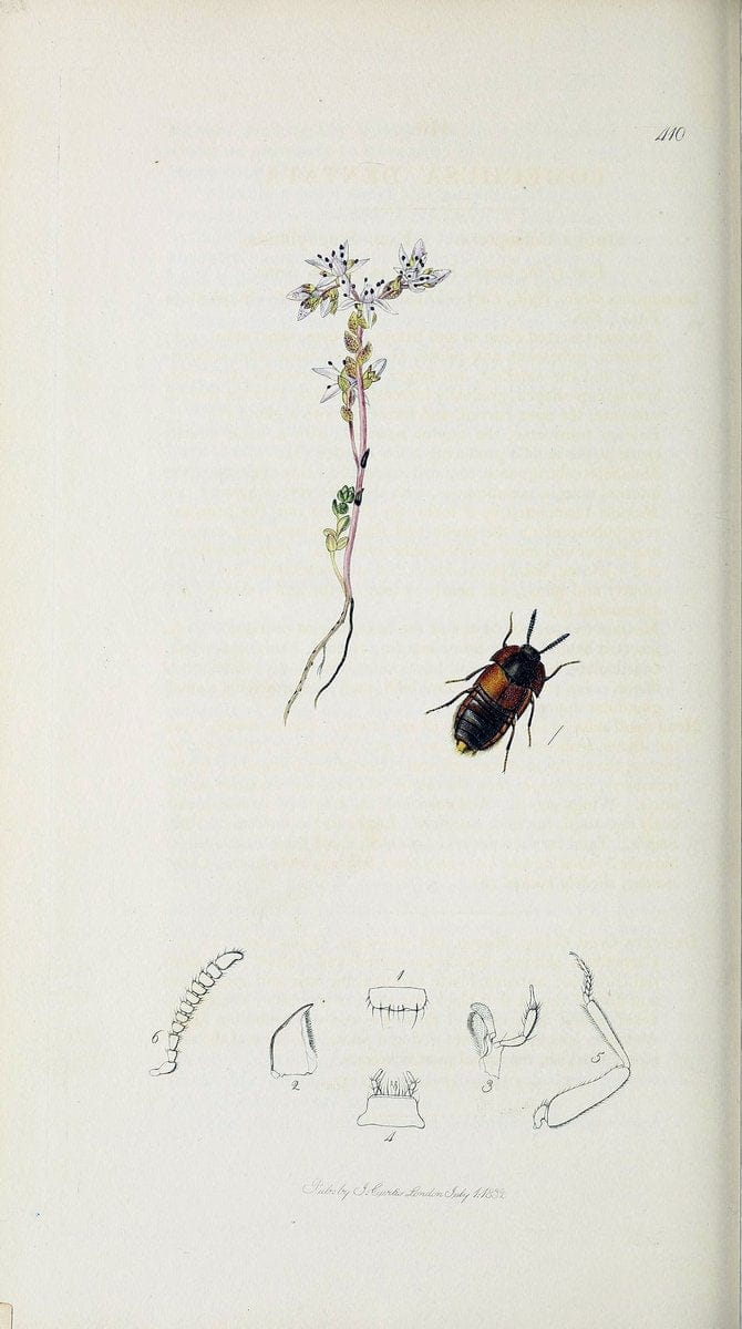 British entomology :.London,Printed for the author,1823-1840 [i.e. 1840].  | Botany "Great Britain" Insects "Pictorial works" | Vintage Print Reproduction 463916