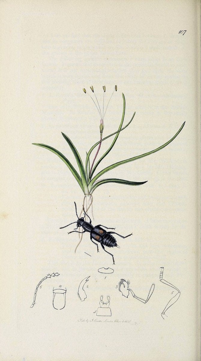 British entomology :.London,Printed for the author,1823-1840 [i.e. 1840].  | Botany "Great Britain" Insects "Pictorial works" | Vintage Print Reproduction 463917