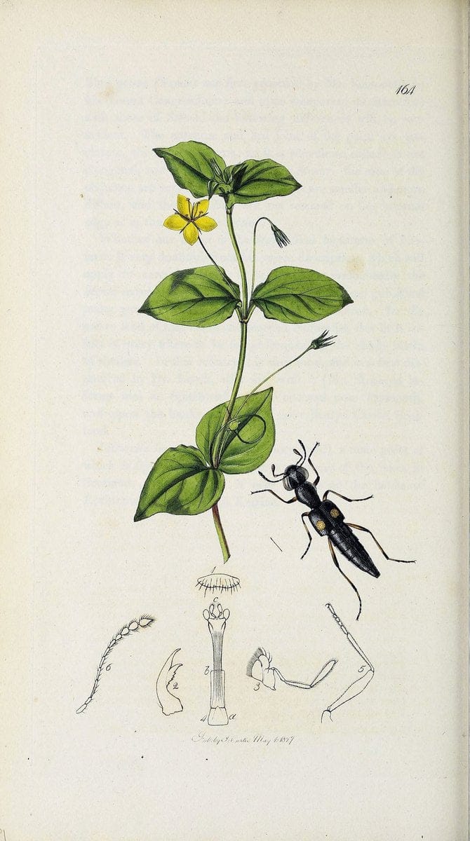 British entomology :.London,Printed for the author,1823-1840 [i.e. 1840].  | Botany "Great Britain" Insects "Pictorial works" | Vintage Print Reproduction 463918