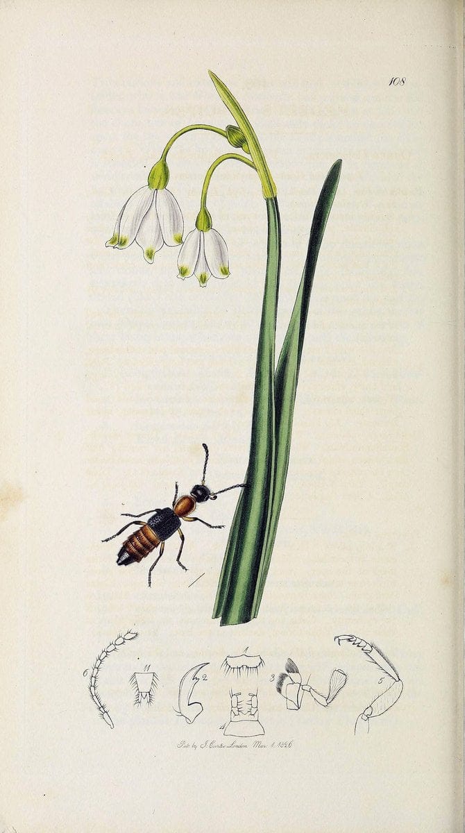 British entomology :.London,Printed for the author,1823-1840 [i.e. 1840].  | Botany "Great Britain" Insects "Pictorial works" | Vintage Print Reproduction 463919