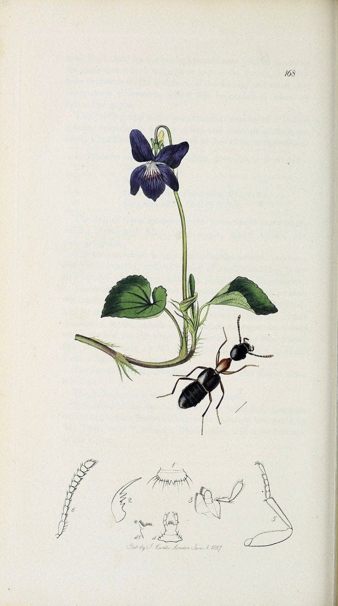 British entomology :.London,Printed for the author,1823-1840 [i.e. 1840].  | Botany "Great Britain" Insects "Pictorial works" | Vintage Print Reproduction 463920