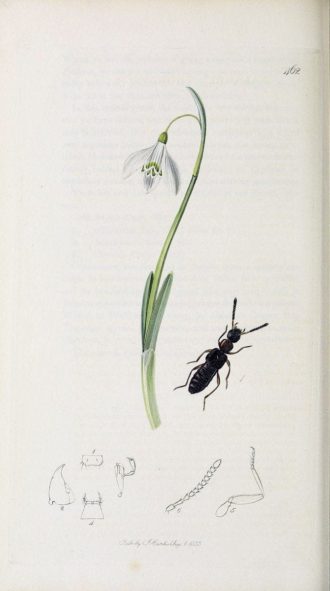 British entomology :.London,Printed for the author,1823-1840 [i.e. 1840].  | Botany "Great Britain" Insects "Pictorial works" | Vintage Print Reproduction 463921