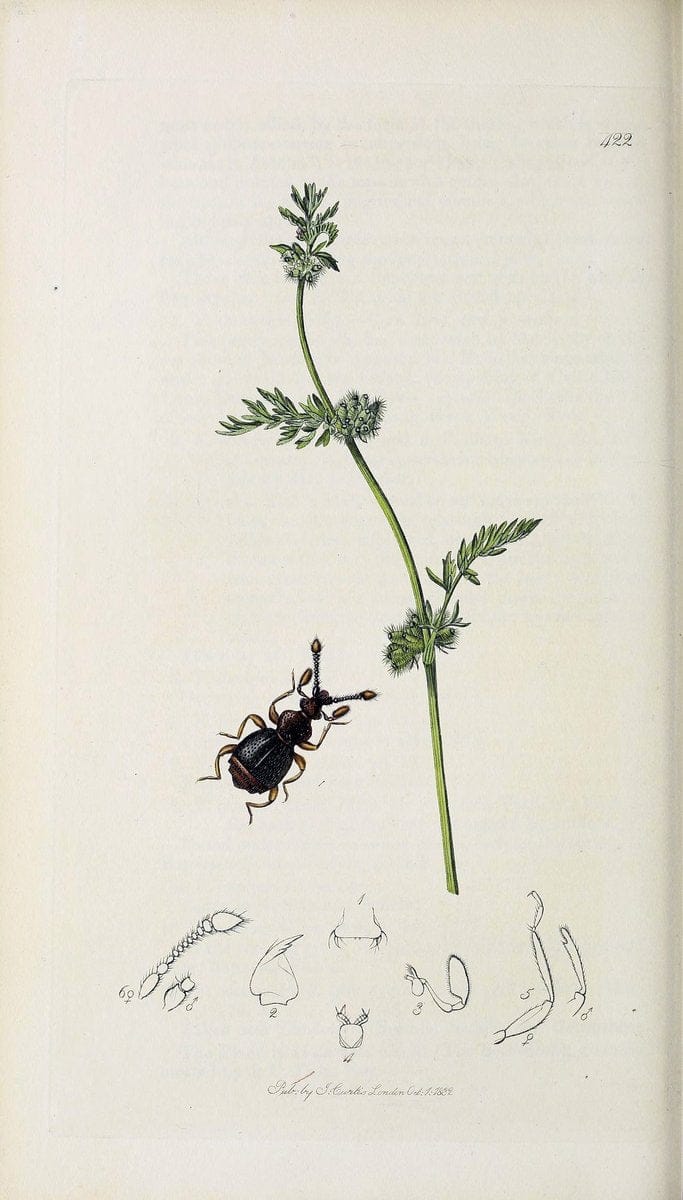 British entomology :.London,Printed for the author,1823-1840 [i.e. 1840].  | Botany "Great Britain" Insects "Pictorial works" | Vintage Print Reproduction 463922