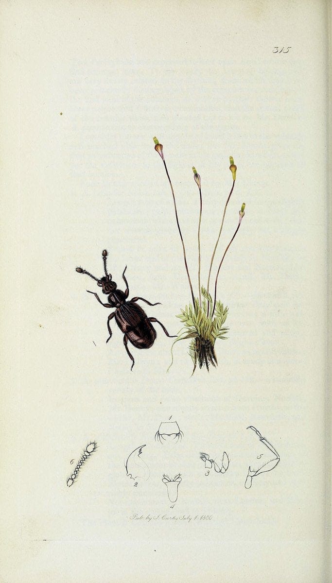 British entomology :.London,Printed for the author,1823-1840 [i.e. 1840].  | Botany "Great Britain" Insects "Pictorial works" | Vintage Print Reproduction 463923