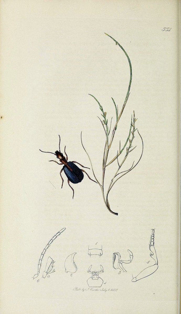 British entomology :.London,Printed for the author,1823-1840 [i.e. 1840].  | Botany "Great Britain" Insects "Pictorial works" | Vintage Print Reproduction 463924