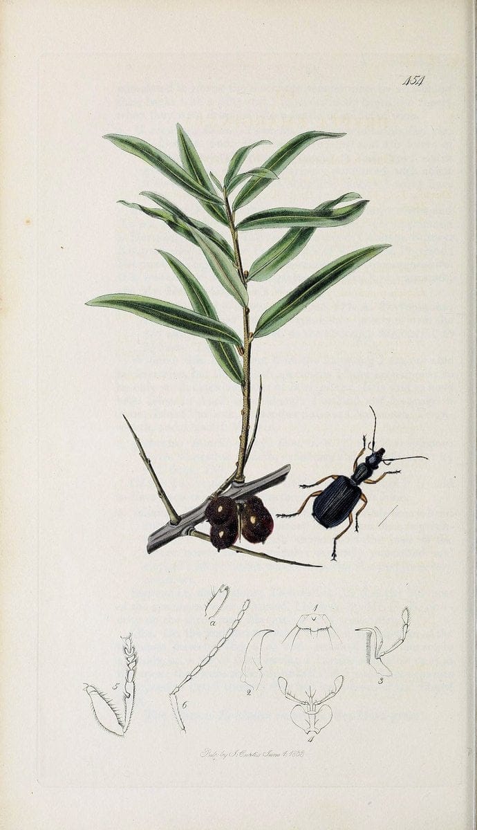 British entomology :.London,Printed for the author,1823-1840 [i.e. 1840].  | Botany "Great Britain" Insects "Pictorial works" | Vintage Print Reproduction 463926