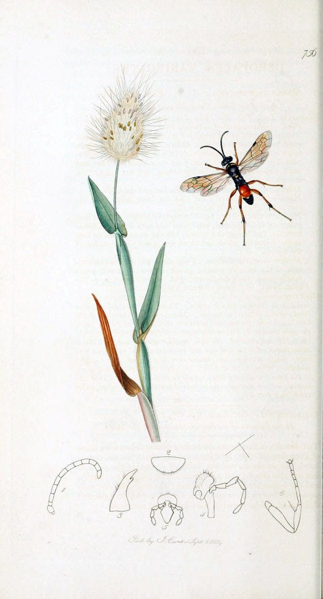 British entomology :.London,Printed for the author,1823-1840 [i.e. 1840].  | Botany "Great Britain" Insects "Pictorial works" | Vintage Print Reproduction 463927