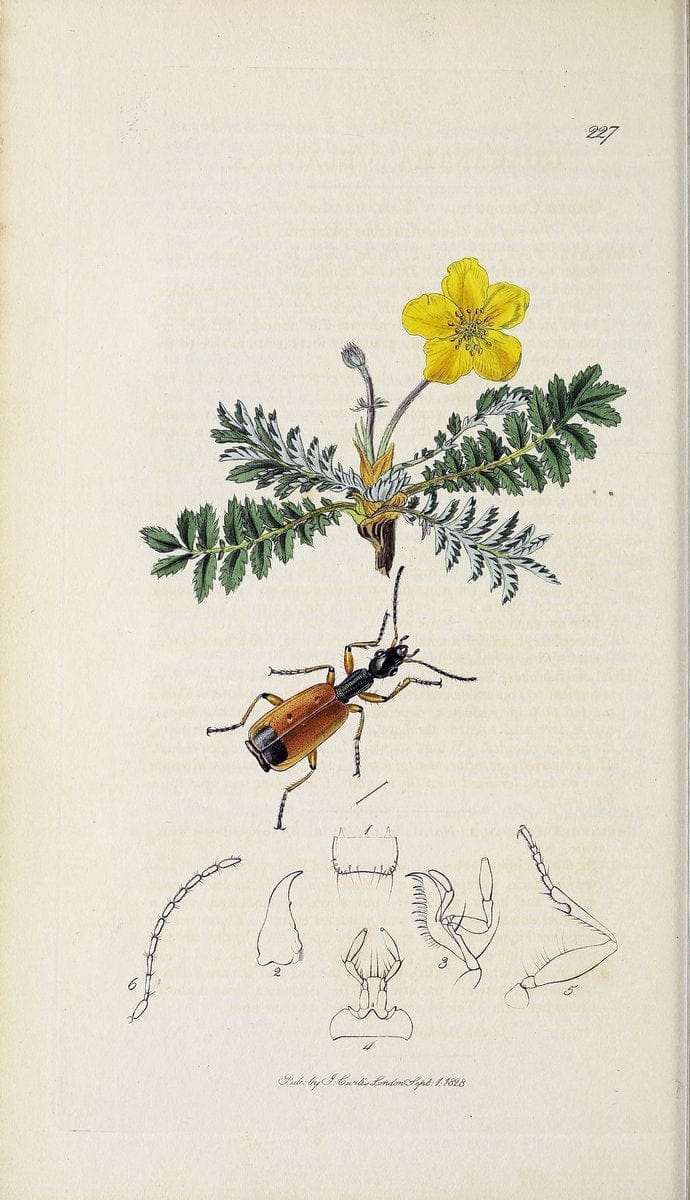 British entomology :.London,Printed for the author,1823-1840 [i.e. 1840].  | Botany "Great Britain" Insects "Pictorial works" | Vintage Print Reproduction 463928