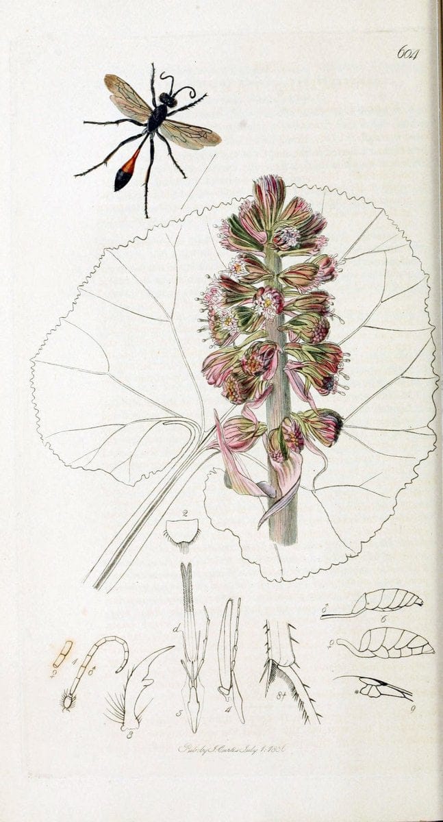 British entomology :.London,Printed for the author,1823-1840 [i.e. 1840].  | Botany "Great Britain" Insects "Pictorial works" | Vintage Print Reproduction 463929