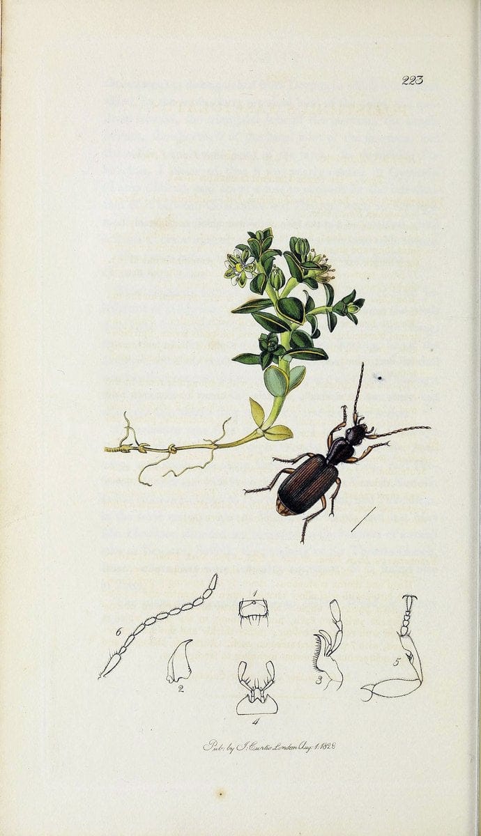 British entomology :.London,Printed for the author,1823-1840 [i.e. 1840].  | Botany "Great Britain" Insects "Pictorial works" | Vintage Print Reproduction 463930