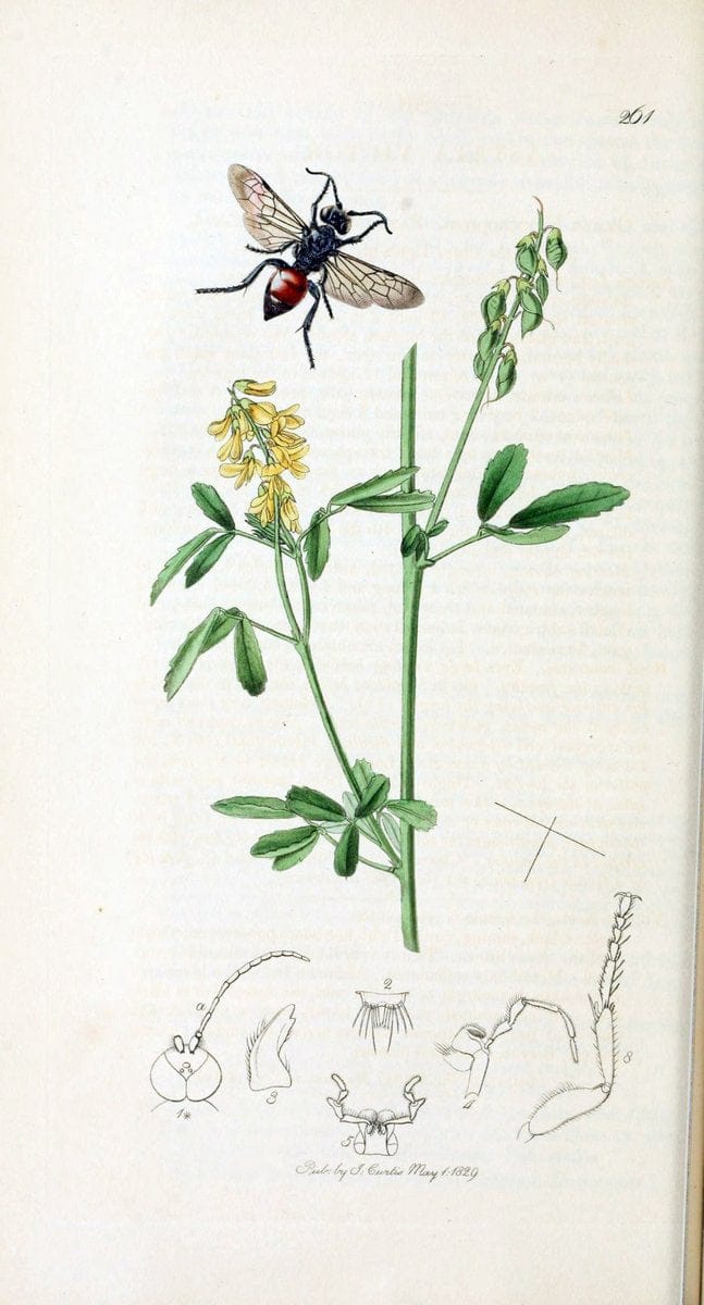 British entomology :.London,Printed for the author,1823-1840 [i.e. 1840].  | Botany "Great Britain" Insects "Pictorial works" | Vintage Print Reproduction 463931