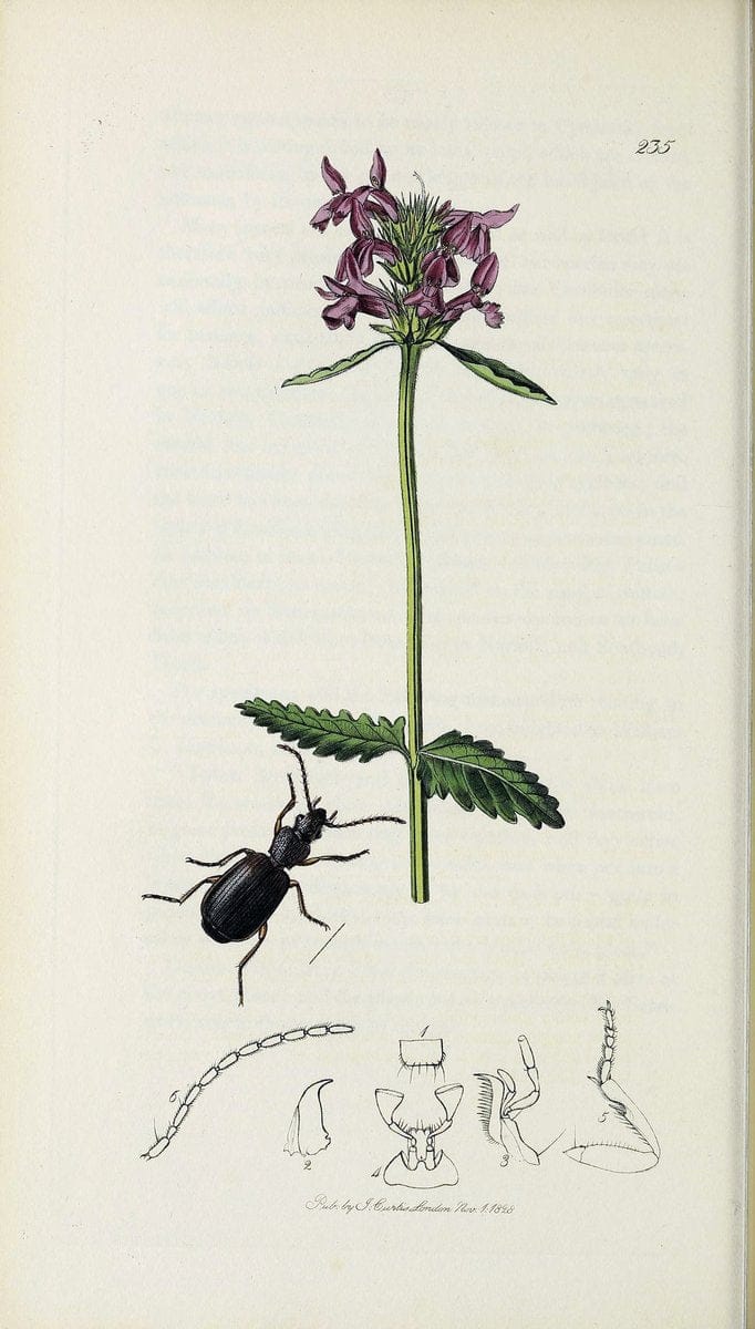 British entomology :.London,Printed for the author,1823-1840 [i.e. 1840].  | Botany "Great Britain" Insects "Pictorial works" | Vintage Print Reproduction 463932