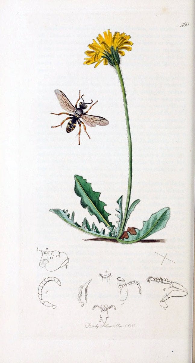British entomology :.London,Printed for the author,1823-1840 [i.e. 1840].  | Botany "Great Britain" Insects "Pictorial works" | Vintage Print Reproduction 463933