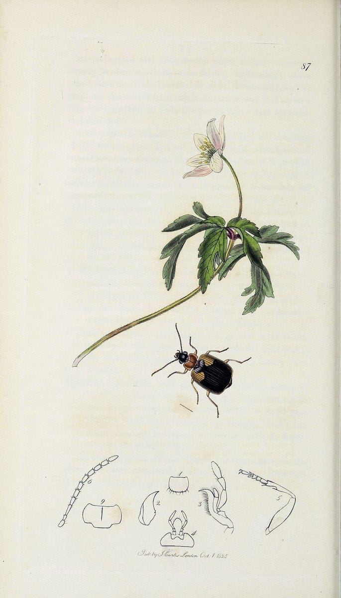 British entomology :.London,Printed for the author,1823-1840 [i.e. 1840].  | Botany "Great Britain" Insects "Pictorial works" | Vintage Print Reproduction 463934