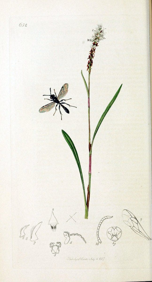 British entomology :.London,Printed for the author,1823-1840 [i.e. 1840].  | Botany "Great Britain" Insects "Pictorial works" | Vintage Print Reproduction 463935