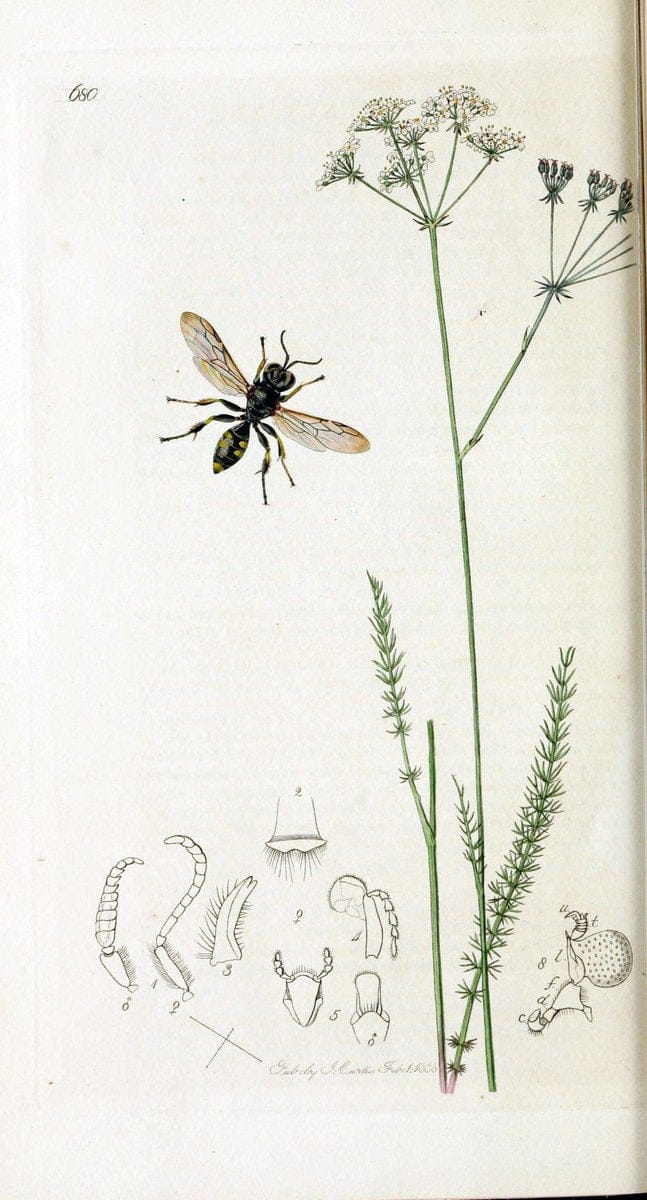 British entomology :.London,Printed for the author,1823-1840 [i.e. 1840].  | Botany "Great Britain" Insects "Pictorial works" | Vintage Print Reproduction 463936
