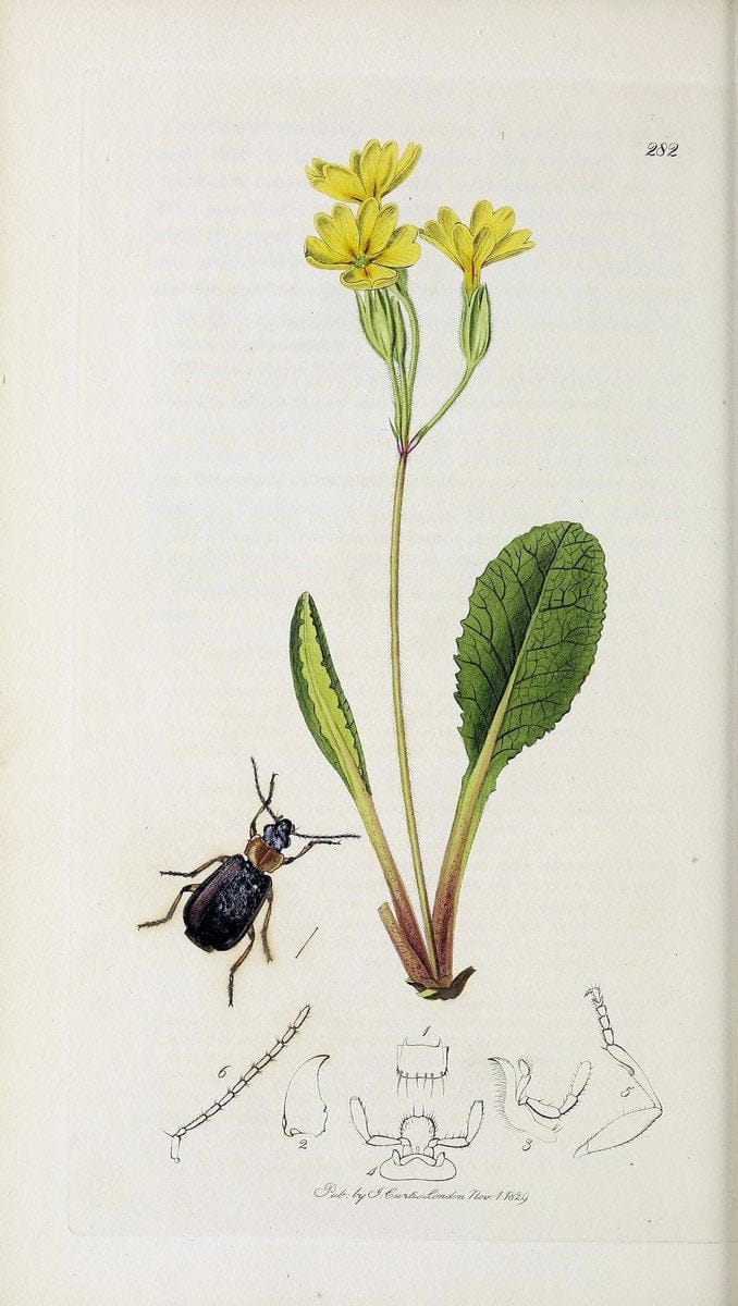 British entomology :.London,Printed for the author,1823-1840 [i.e. 1840].  | Botany "Great Britain" Insects "Pictorial works" | Vintage Print Reproduction 463937