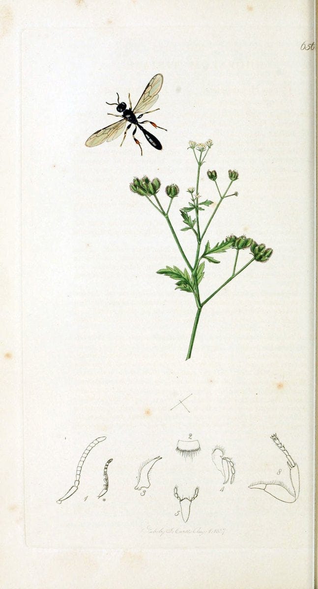 British entomology :.London,Printed for the author,1823-1840 [i.e. 1840].  | Botany "Great Britain" Insects "Pictorial works" | Vintage Print Reproduction 463938