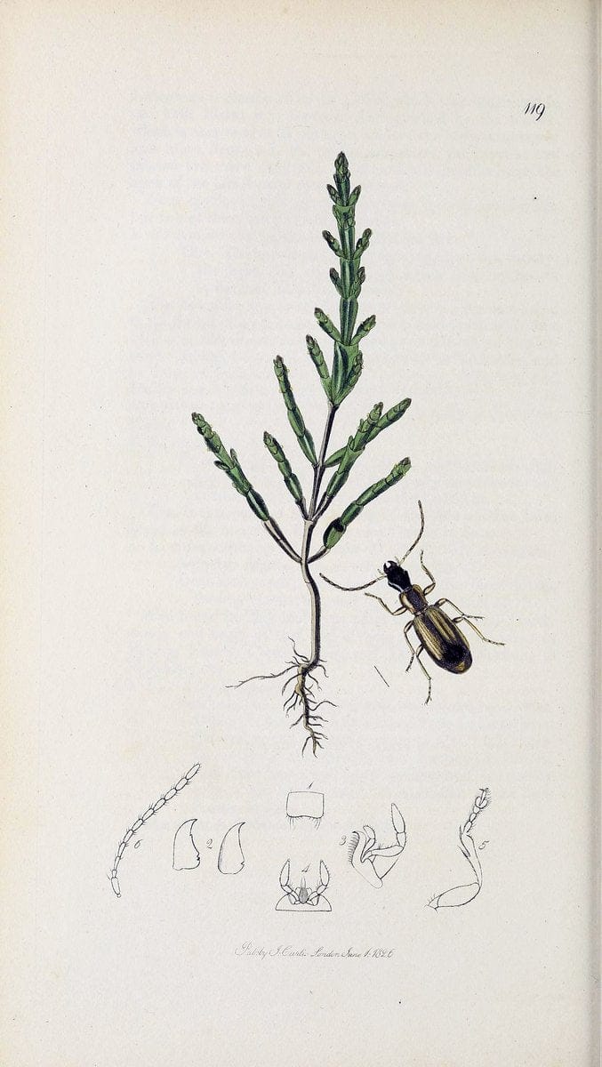 British entomology :.London,Printed for the author,1823-1840 [i.e. 1840].  | Botany "Great Britain" Insects "Pictorial works" | Vintage Print Reproduction 463939