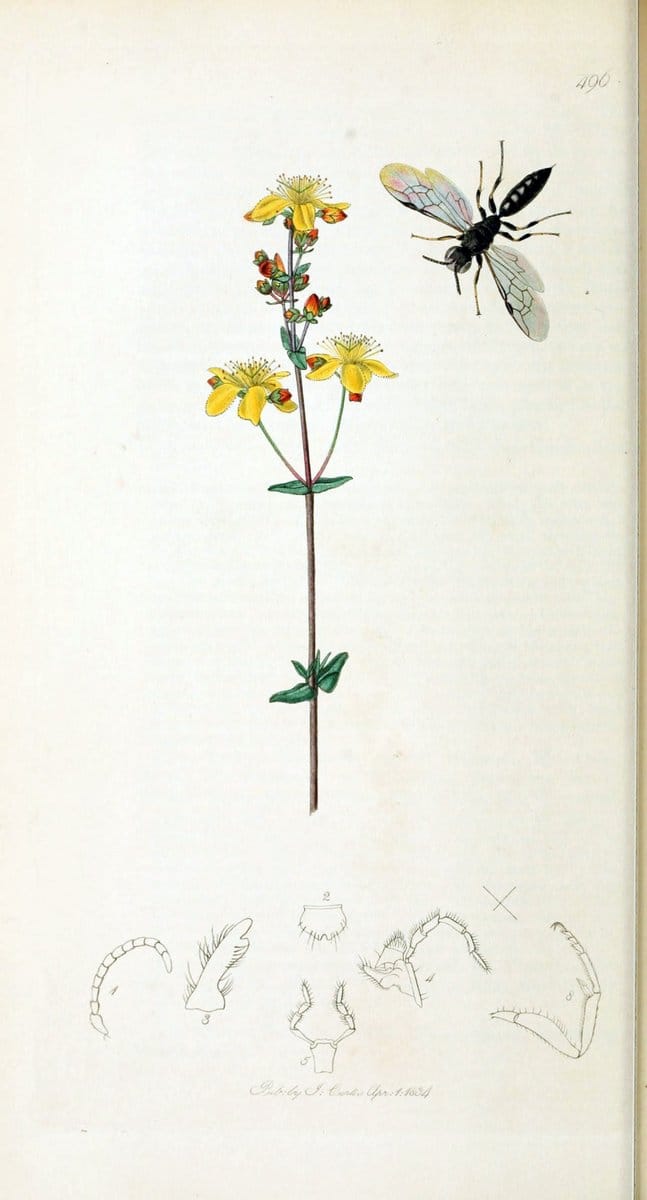 British entomology :.London,Printed for the author,1823-1840 [i.e. 1840].  | Botany "Great Britain" Insects "Pictorial works" | Vintage Print Reproduction 463940