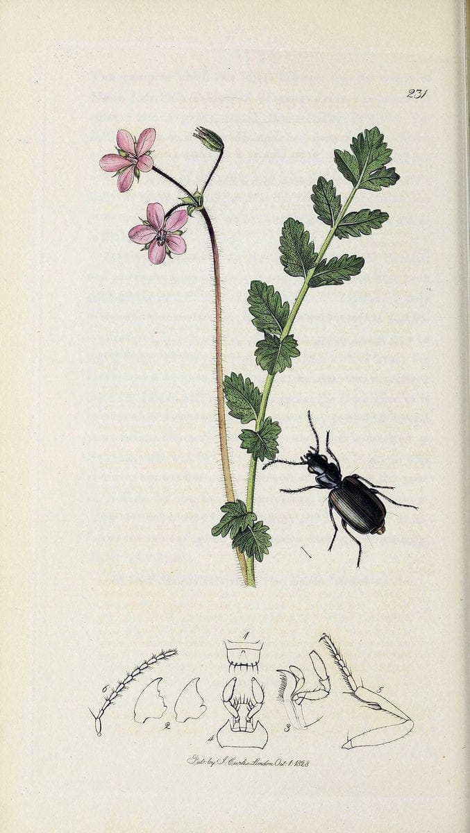 British entomology :.London,Printed for the author,1823-1840 [i.e. 1840].  | Botany "Great Britain" Insects "Pictorial works" | Vintage Print Reproduction 463941