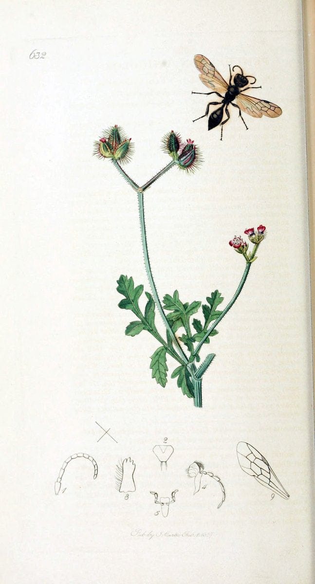 British entomology :.London,Printed for the author,1823-1840 [i.e. 1840].  | Botany "Great Britain" Insects "Pictorial works" | Vintage Print Reproduction 463942