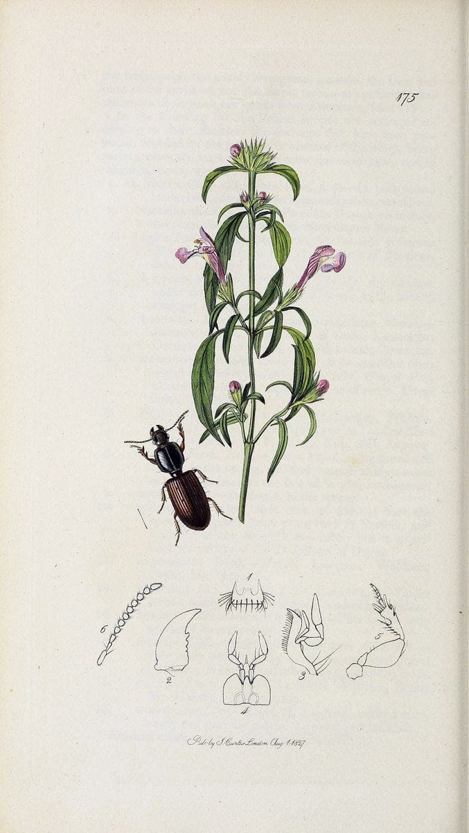 British entomology :.London,Printed for the author,1823-1840 [i.e. 1840].  | Botany "Great Britain" Insects "Pictorial works" | Vintage Print Reproduction 463943