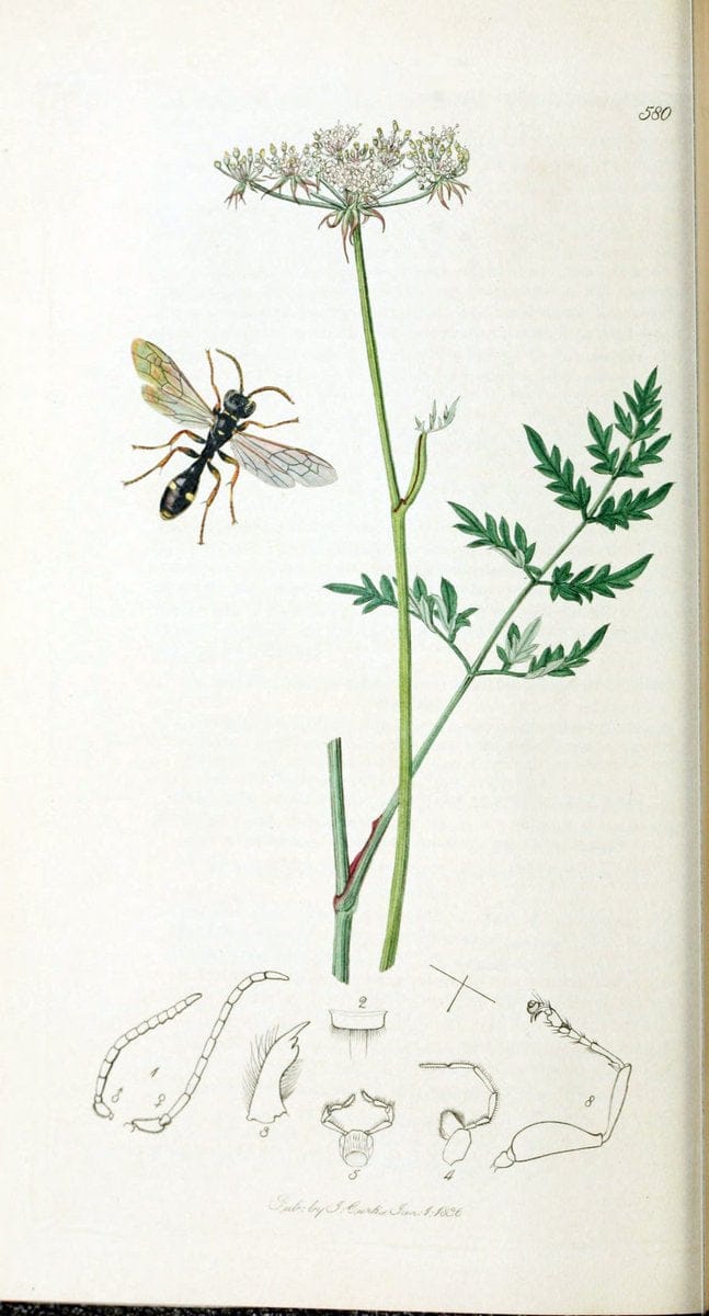 British entomology :.London,Printed for the author,1823-1840 [i.e. 1840].  | Botany "Great Britain" Insects "Pictorial works" | Vintage Print Reproduction 463944