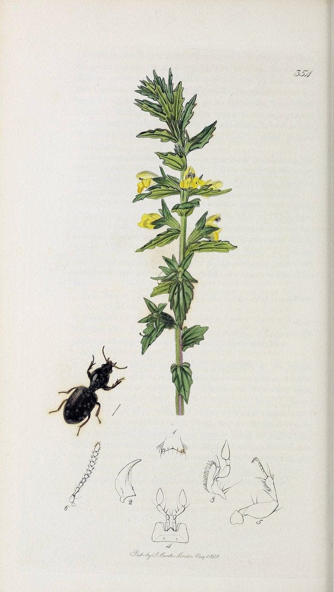 British entomology :.London,Printed for the author,1823-1840 [i.e. 1840].  | Botany "Great Britain" Insects "Pictorial works" | Vintage Print Reproduction 463945