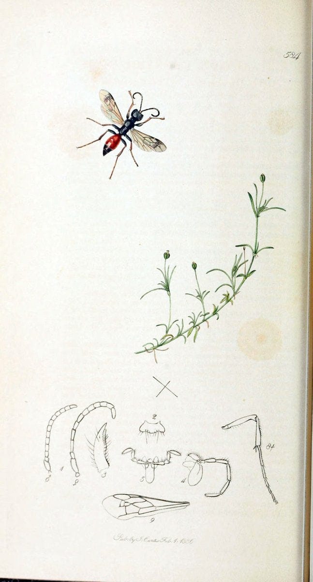 British entomology :.London,Printed for the author,1823-1840 [i.e. 1840].  | Botany "Great Britain" Insects "Pictorial works" | Vintage Print Reproduction 463946