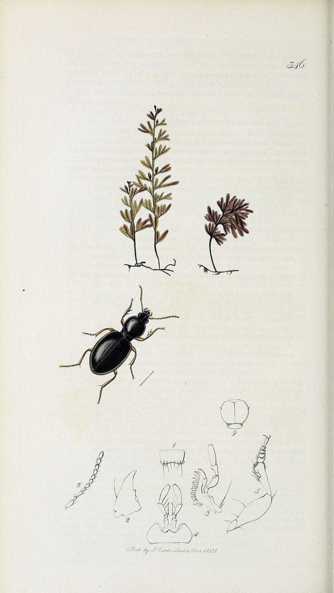 British entomology :.London,Printed for the author,1823-1840 [i.e. 1840].  | Botany "Great Britain" Insects "Pictorial works" | Vintage Print Reproduction 463947