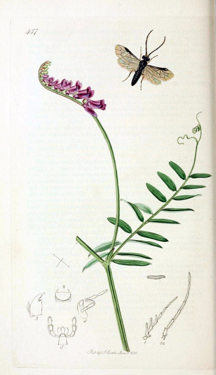 British entomology;.London,Printed for the author,1823-40.  | Botany "Great Britain" Insects "Pictorial works" | Vintage Print Reproduction 463948