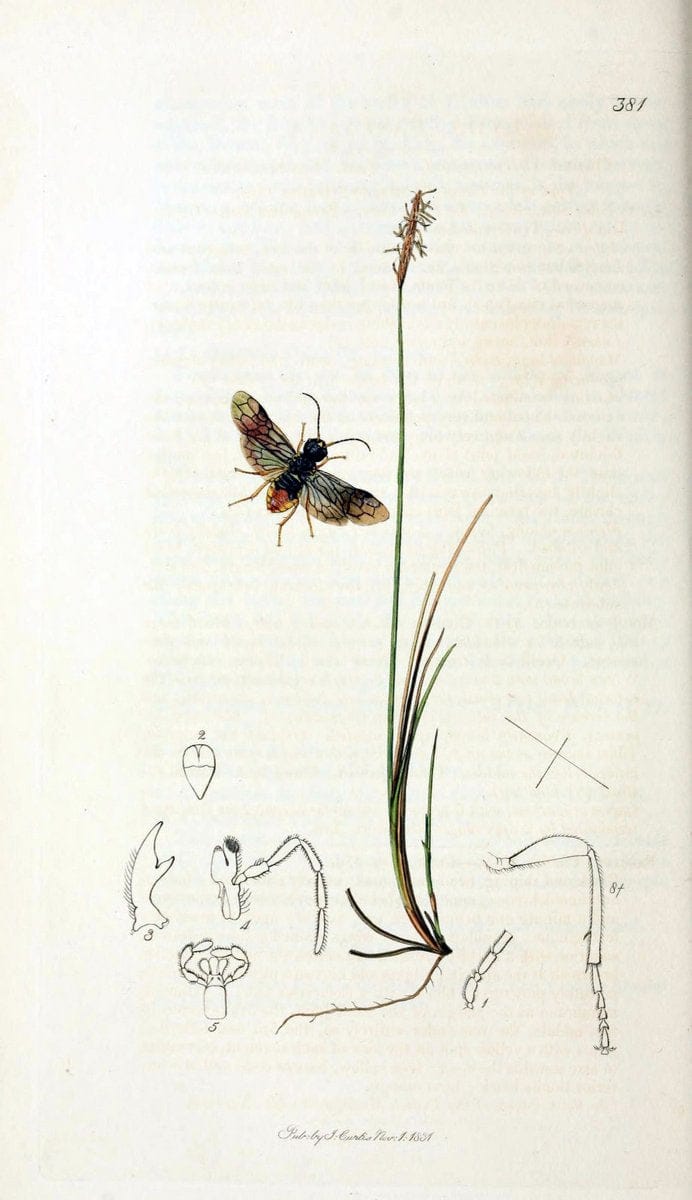 British entomology;.London,Printed for the author,1823-40.  | Botany "Great Britain" Insects "Pictorial works" | Vintage Print Reproduction 463949