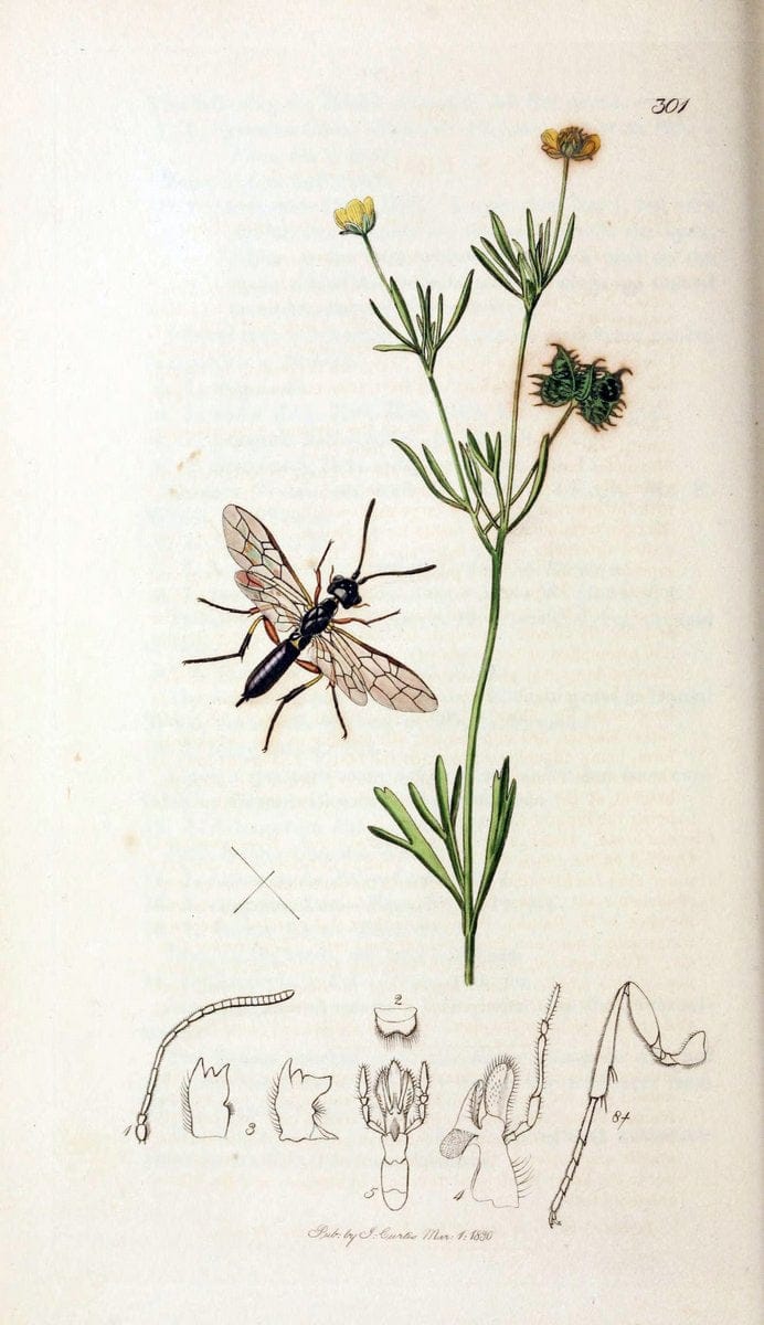 British entomology;.London,Printed for the author,1823-40.  | Botany "Great Britain" Insects "Pictorial works" | Vintage Print Reproduction 463950