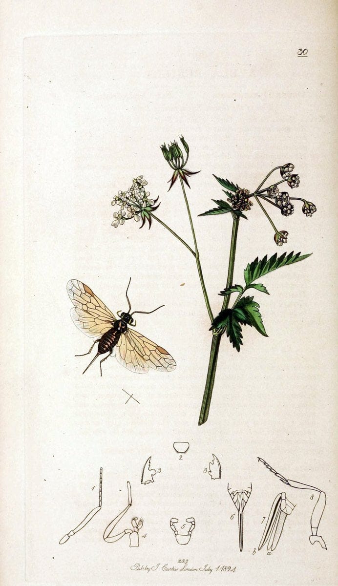 British entomology;.London,Printed for the author,1823-40.  | Botany "Great Britain" Insects "Pictorial works" | Vintage Print Reproduction 463951