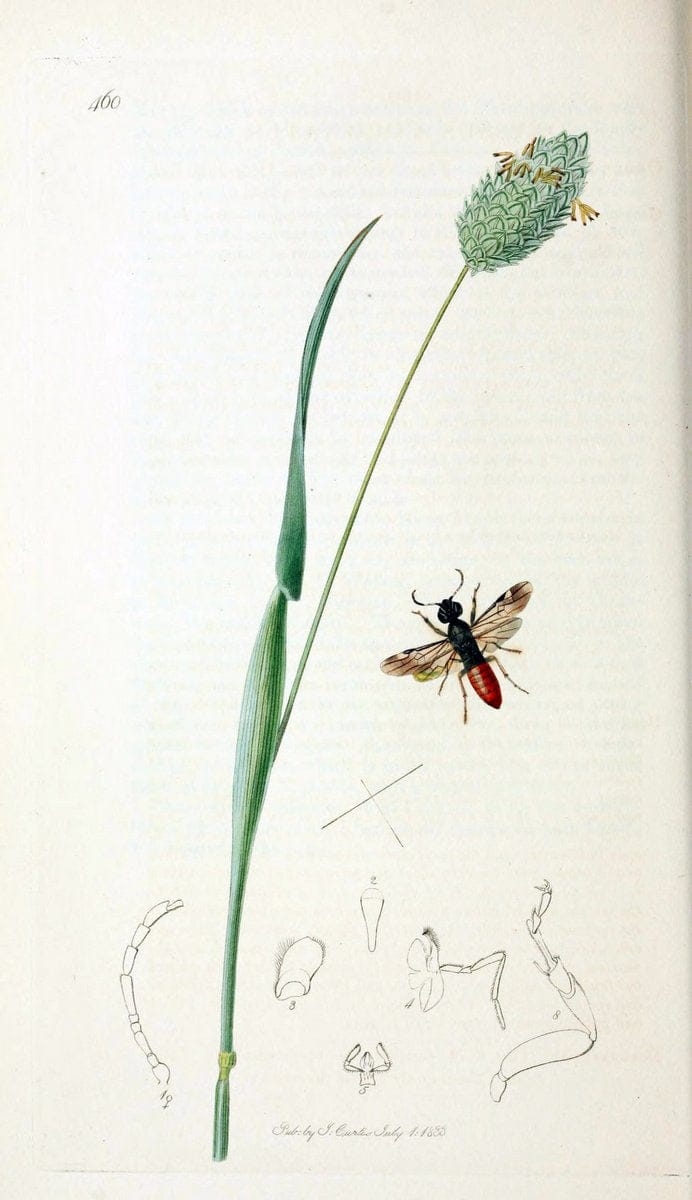 British entomology;.London,Printed for the author,1823-40.  | Botany "Great Britain" Insects "Pictorial works" | Vintage Print Reproduction 463952