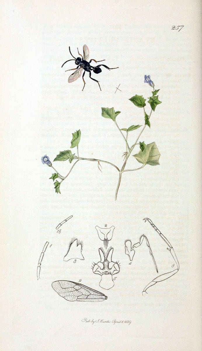 British entomology;.London,Printed for the author,1823-40.  | Botany "Great Britain" Insects "Pictorial works" | Vintage Print Reproduction 463954