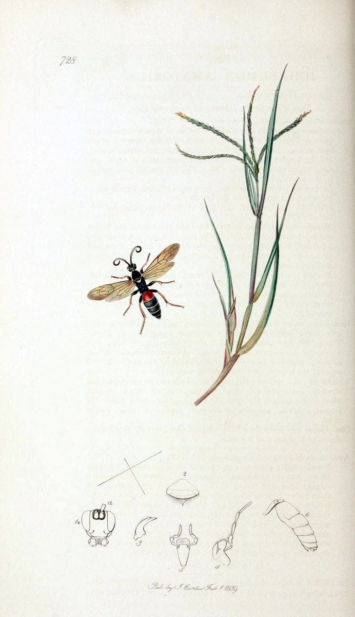 British entomology;.London,Printed for the author,1823-40.  | Botany "Great Britain" Insects "Pictorial works" | Vintage Print Reproduction 463956