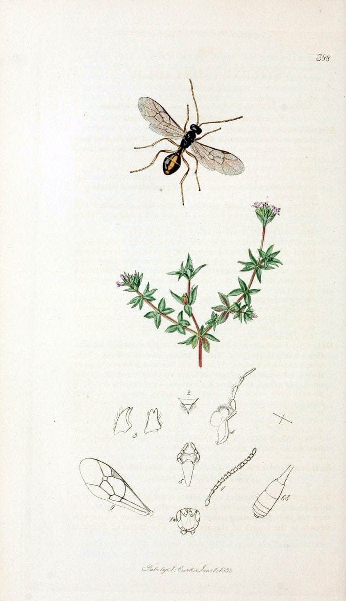 British entomology;.London,Printed for the author,1823-40.  | Botany "Great Britain" Insects "Pictorial works" | Vintage Print Reproduction 463957